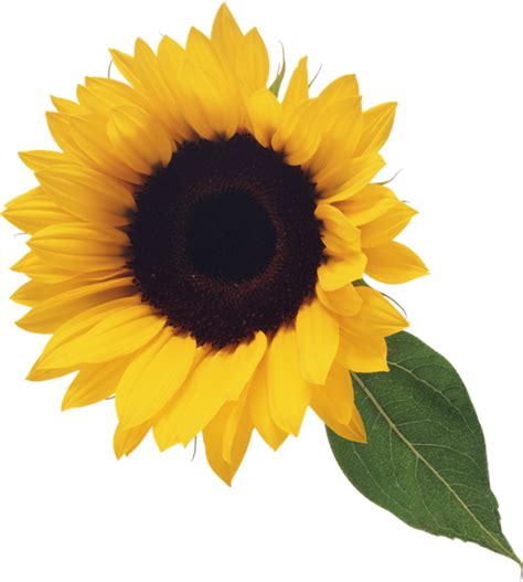Free Printable Sunflower Pictures